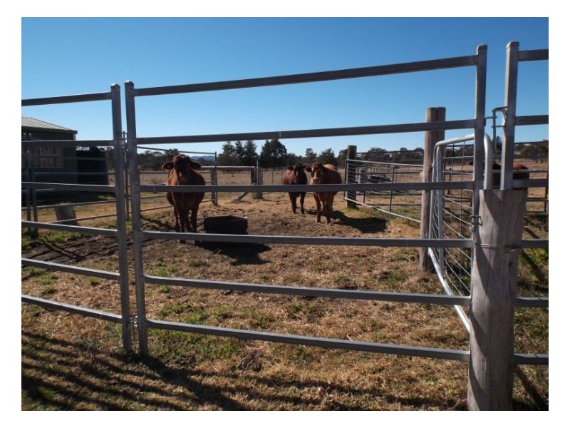 1377 Eukey Road, Stanthorpe QLD 4380