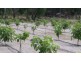 894 Amiens Road, Stanthorpe QLD 4380