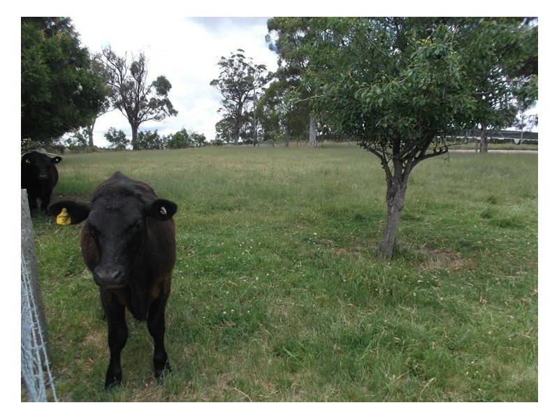 522 Pozieres Road, Pozieres QLD 4352