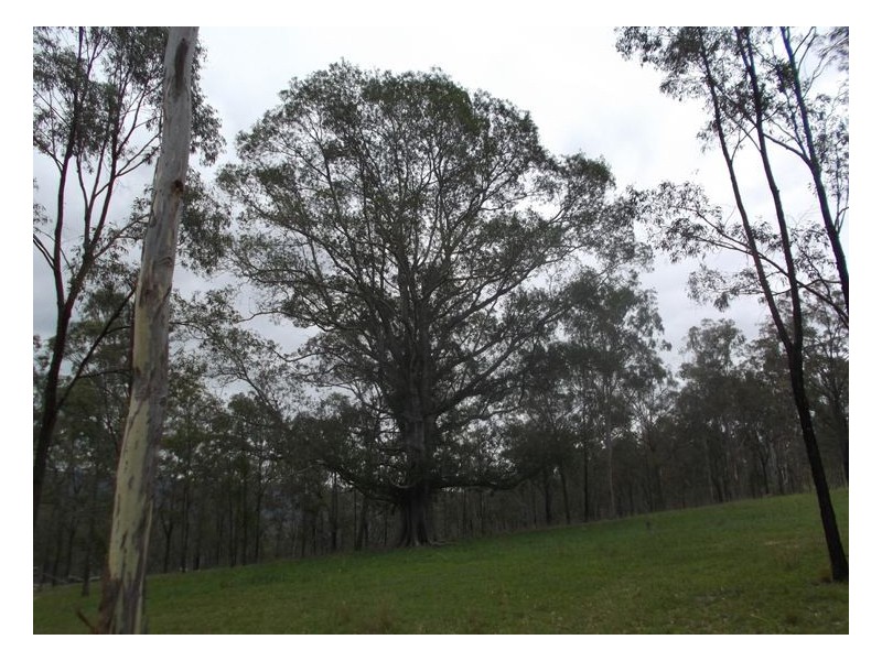 2339 Rivertree Road, Rivertree NSW 2372