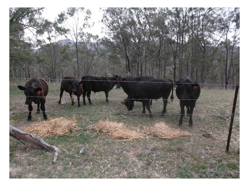 2339 Rivertree Road, Rivertree NSW 2372