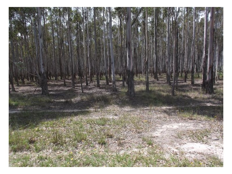 204 Wylie Creek Road, Wylie Creek NSW 2372