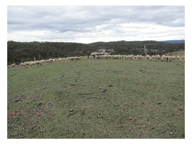 6281 Texas Road, Glenlyon QLD 4380
