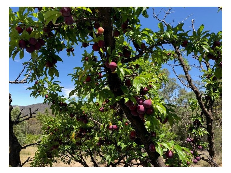 Lot 96 McDonagh Road, Ballandean QLD 4382