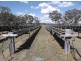 586 Texas Road, Stanthorpe QLD 4380