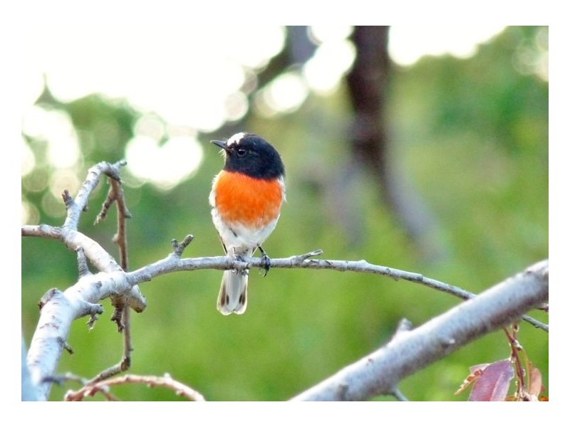 1512 Texas Road, Greenlands QLD 4380