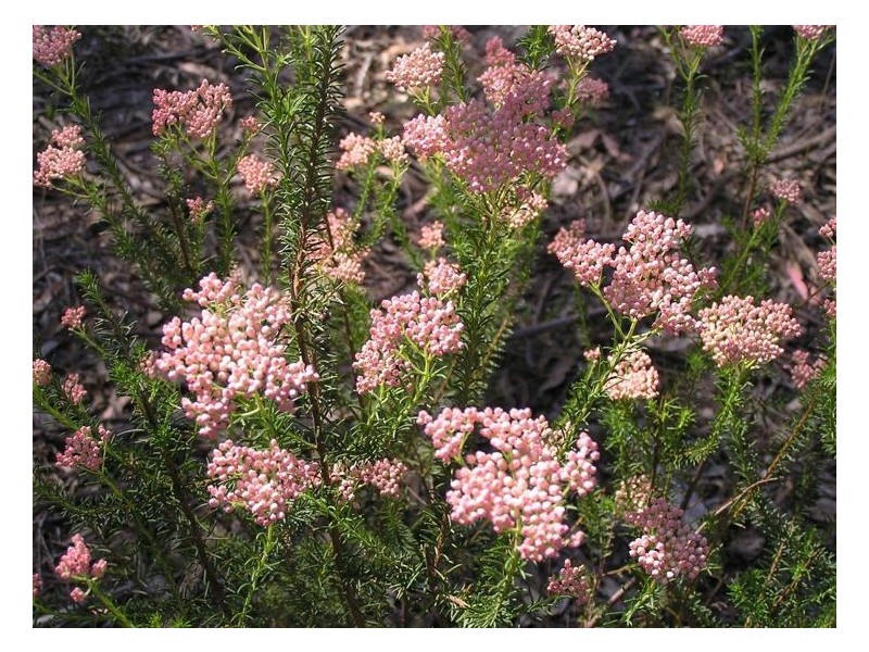 1512 Texas Road, Greenlands QLD 4380