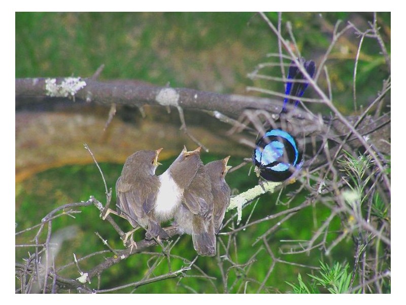 1512 Texas Road, Greenlands QLD 4380