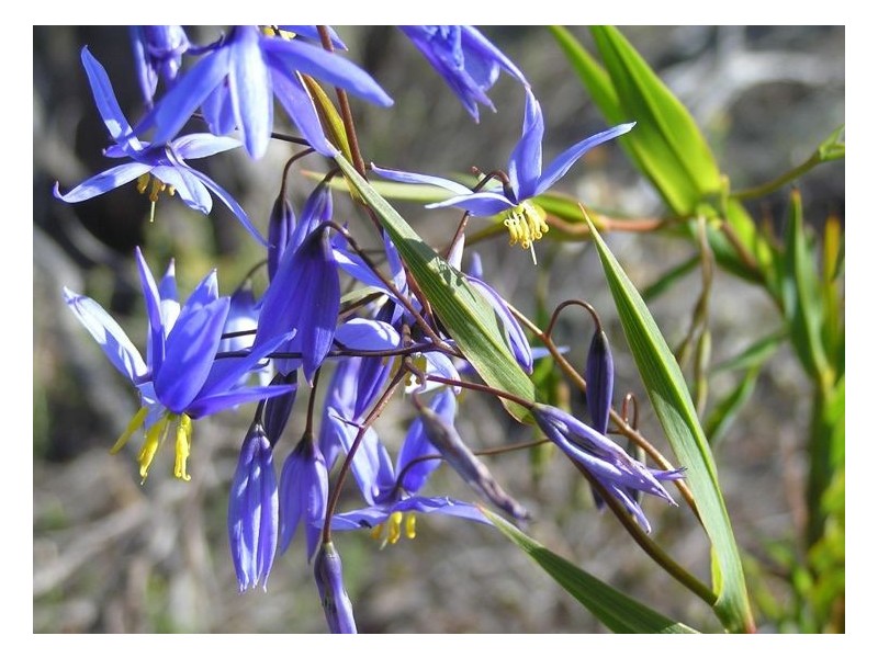 1512 Texas Road, Greenlands QLD 4380