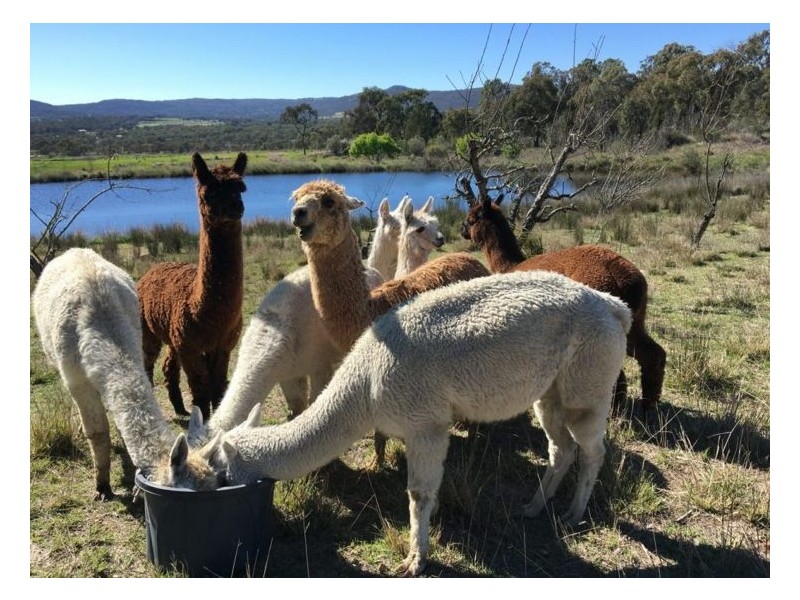 311 Stabiles Road, Glen Aplin QLD 4381