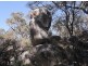 109 Old Caves Road, Applethorpe QLD 4378