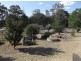 199 Browns Lane, Stanthorpe QLD 4380
