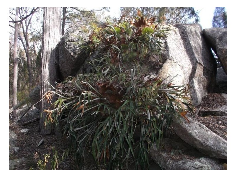 199 Browns Lane, Stanthorpe QLD 4380