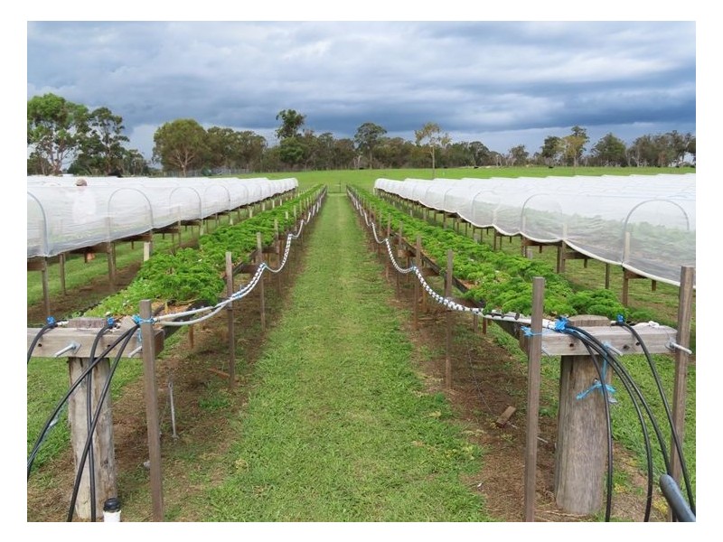 957 Mount Tully Road, Mount Tully QLD 4380