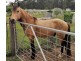 Lot 34 Cullendore Road, Cullendore NSW 2372