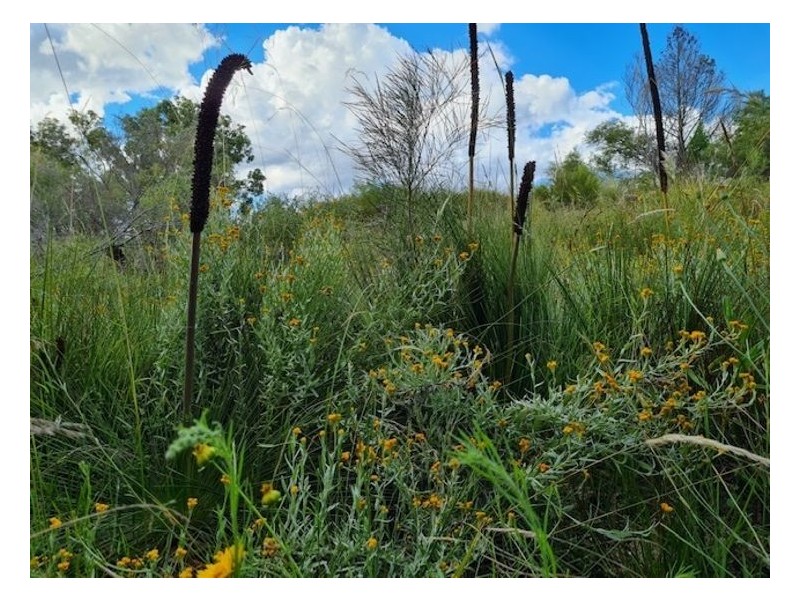 189 Limberlost Road, Fletcher QLD 4381