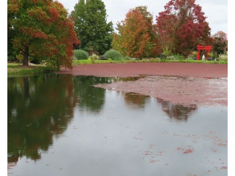 60 Sugarloaf Road, Stanthorpe QLD 4380