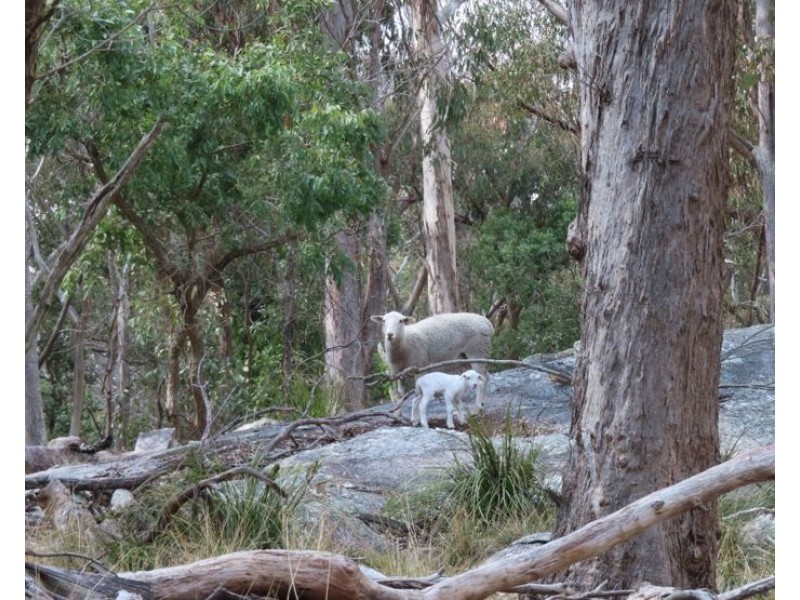 200 Rogers Road, Applethorpe QLD 4378
