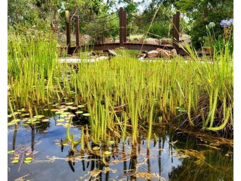 19 Nectar Lane, Broadwater QLD 4380