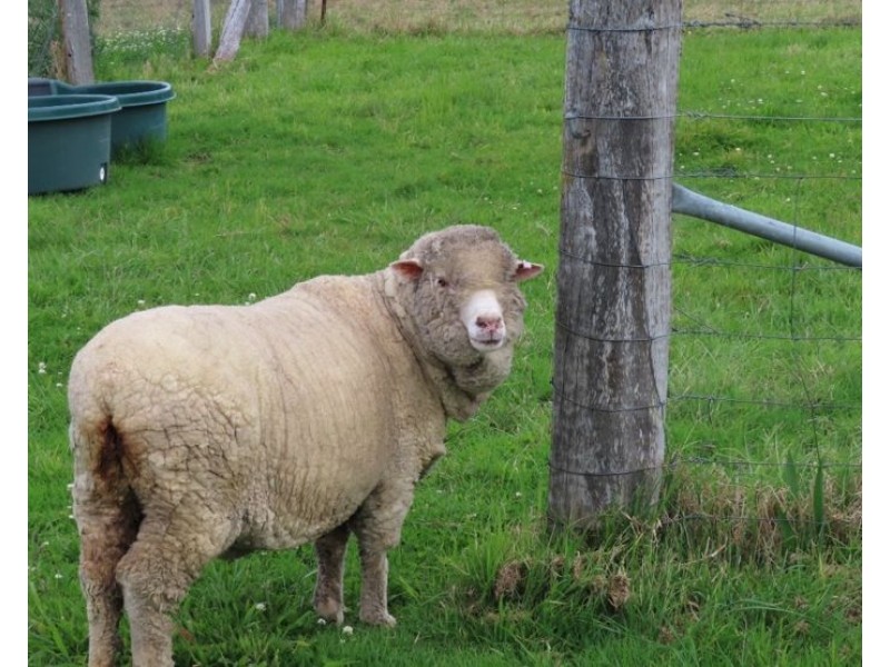 5230 Mount Lindesay Road, Liston NSW 2372