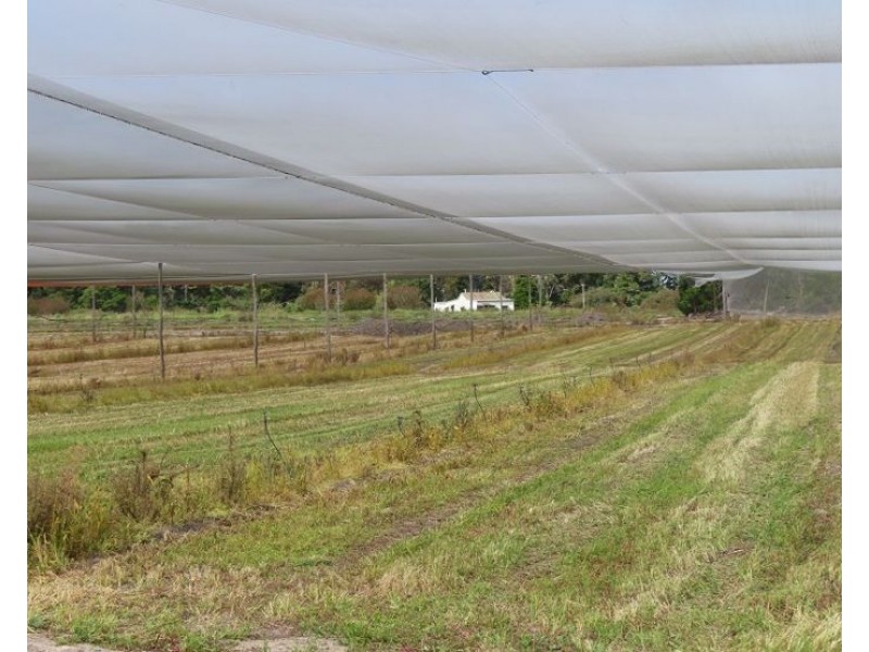 84 Halloran Drive, Thulimbah QLD 4376