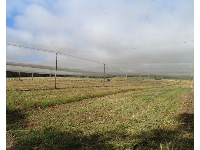 84 Halloran Drive, Thulimbah QLD 4376