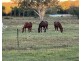 204 Wylie Creek Road, Wylie Creek NSW 2372