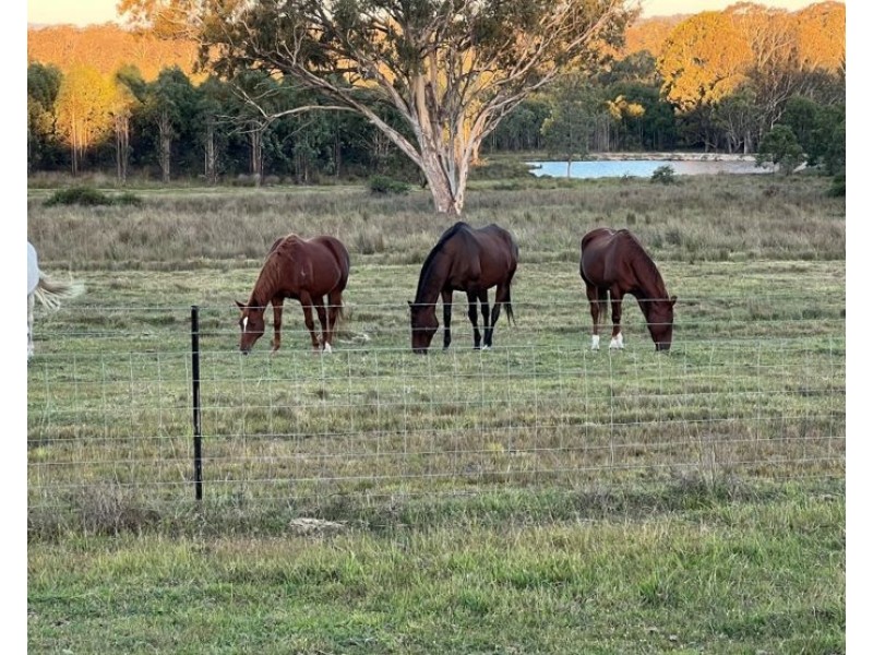 204 Wylie Creek Road, Wylie Creek NSW 2372