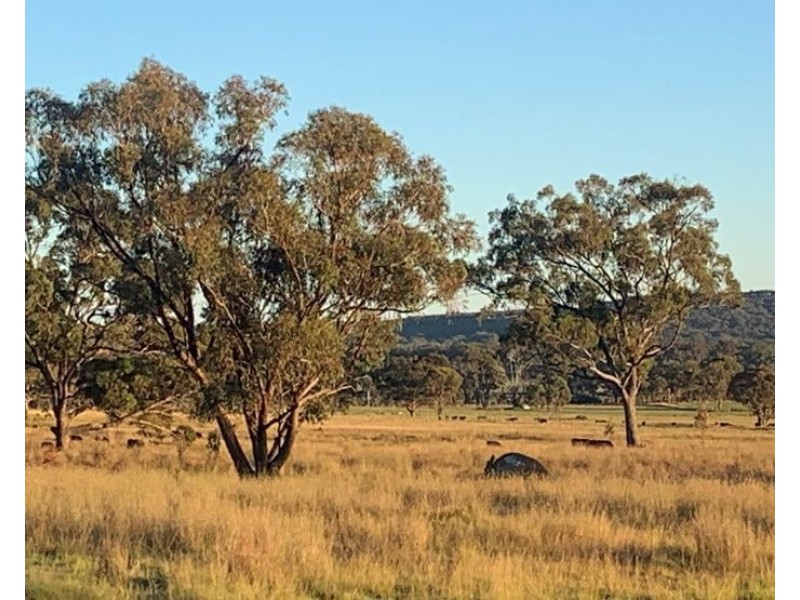 2087 Rabbit Fence Road, Dalveen QLD 4374