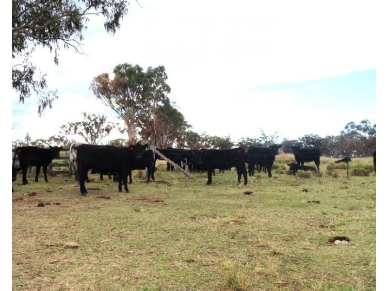 2087 Rabbit Fence Road, Dalveen QLD 4374