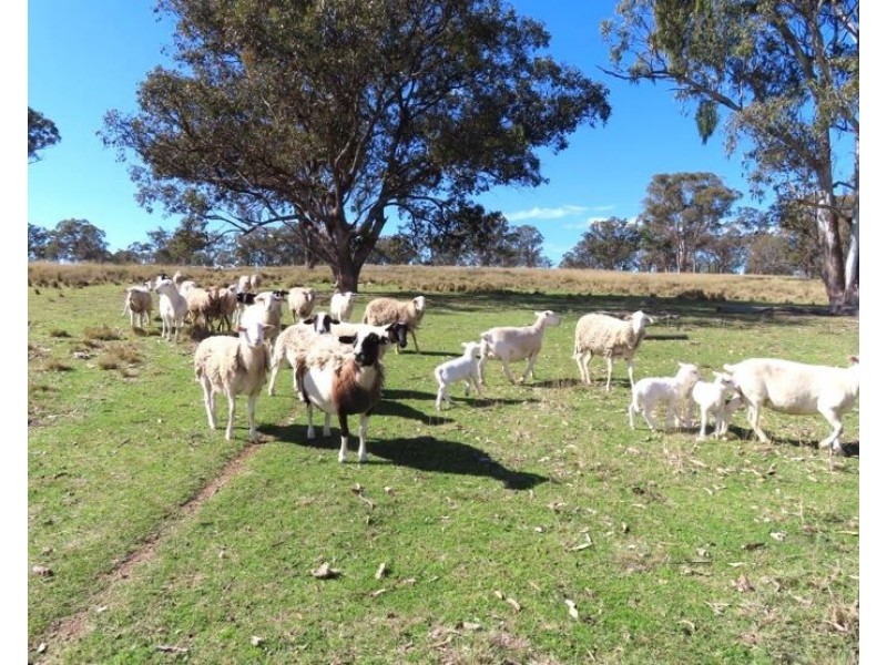 2087 Rabbit Fence Road, Dalveen QLD 4374