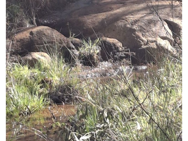 110 Spring Creek Road, Greenlands QLD 4380