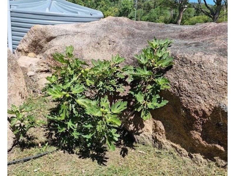 73 Greenup Street, Stanthorpe QLD 4380