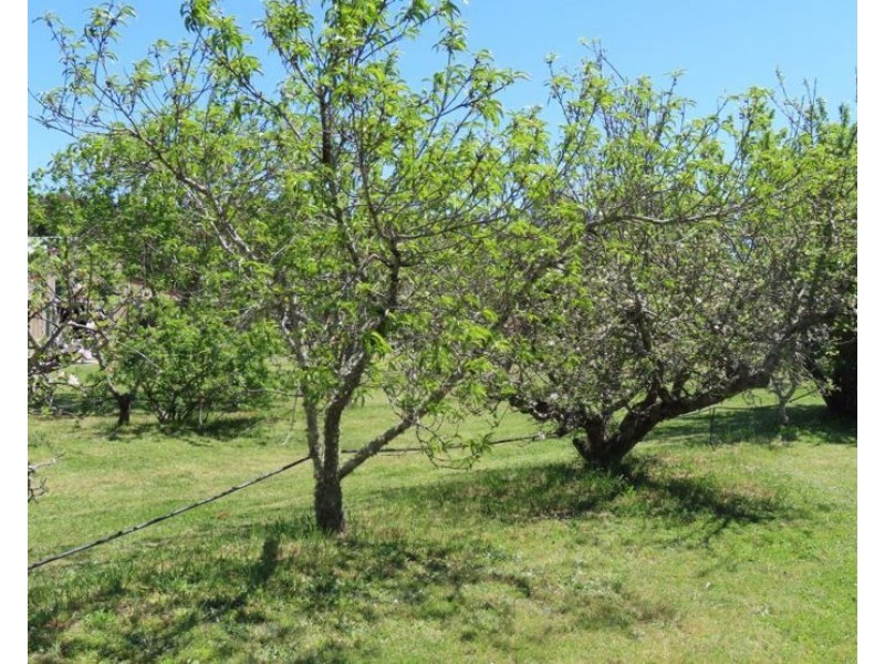 10 Munson Lane, Thulimbah QLD 4376