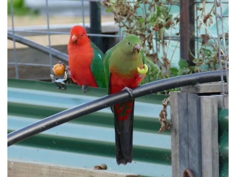 46 Tenterfield Street, Wallangarra QLD 4383