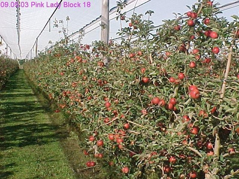 1 Newlands Road, Cottonvale QLD 4375