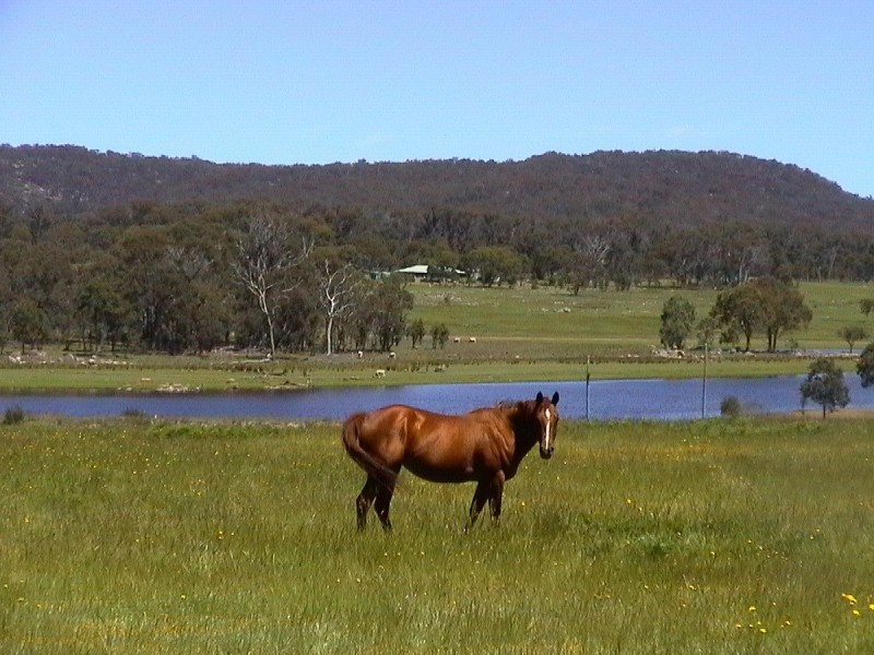 541 Nielsens Road, Stanthorpe QLD 4380