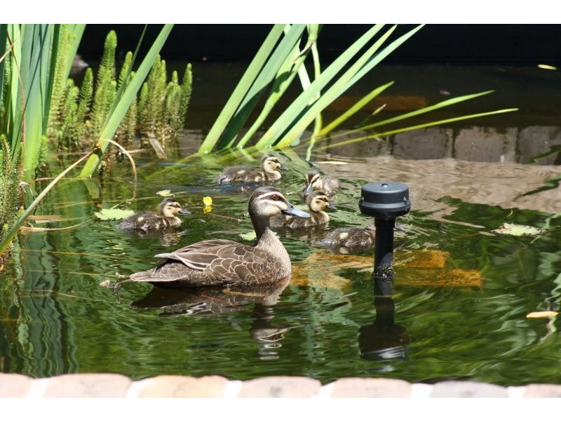 49 Lock Street, Stanthorpe QLD 4380