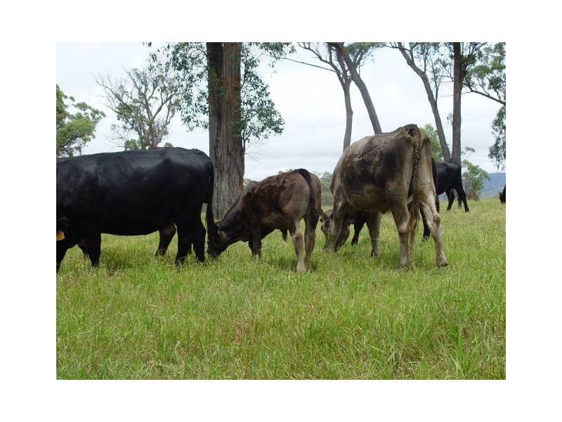 354a Eukey Road, Stanthorpe QLD 4380