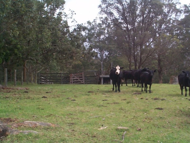 36 Tenterfield Street, Stanthorpe QLD 4380