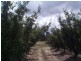 99 Gangemi Road, Fleurbaix QLD 4375