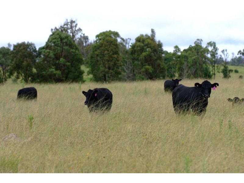 1060 Sugarloaf Road, Stanthorpe QLD 4380