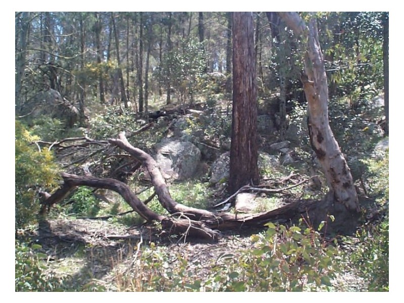 110 Donnellys Castle Road, The Summit QLD 4377