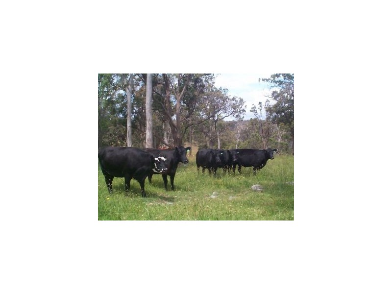 1252 Wylie Creek Road, The Summit QLD 4377