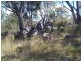 222 Diamondvale Road, Stanthorpe QLD 4380