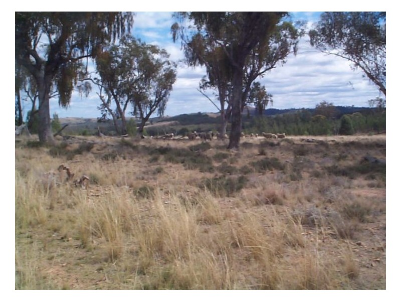 5192 Inglewood Road, Stanthorpe QLD 4380