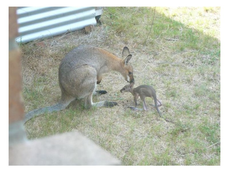 Dalveen QLD 4374