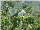 Dalveen QLD 4374