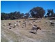 Amiens QLD 4352