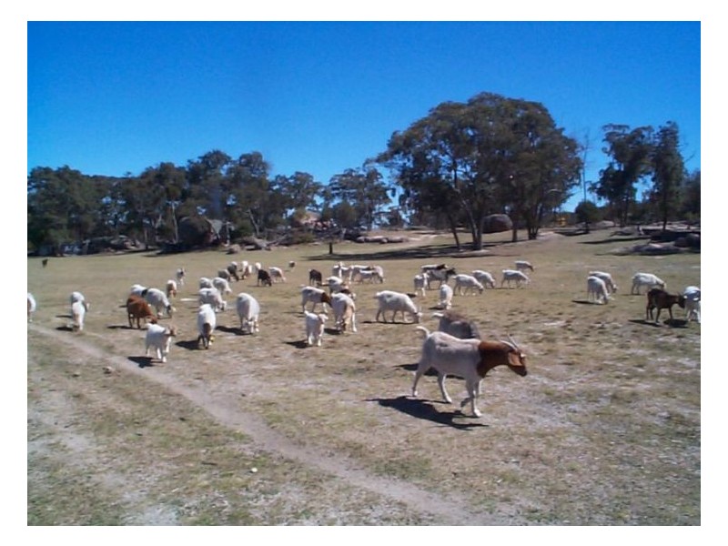 Amiens QLD 4352